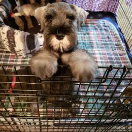 Miniature Schnauzer Puppies from Starbound Miniture Schnauzer's
