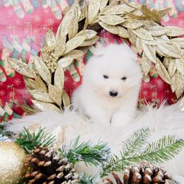 Jojo - White and biscuit female Samoyed puppy in West Jordan, Utah from Rocky Mountain Samoyeds