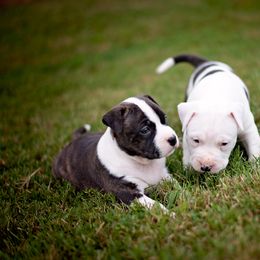 American Staffordshire Terrier Puppies from Ynez Amstaffs