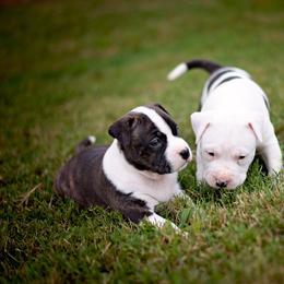 American Staffordshire Terrier Puppies from Ynez Amstaffs