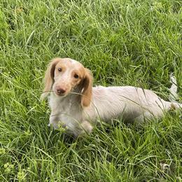 Dachshund All Grown Up from FloriDachs Miniature Dachshunds