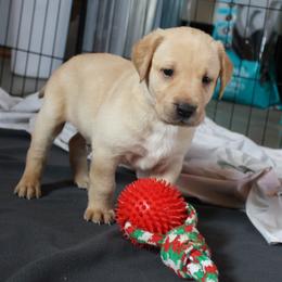Labrador Retriever Puppies from MnK Family Labs