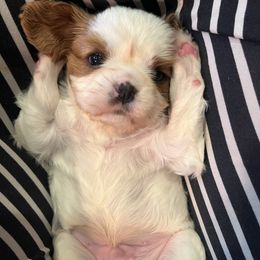 Oliver - Blenheim male Cavalier King Charles Spaniel puppy in Maryland from Trina’s Little Lap Dogs
