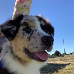 Australian Shepherd Puppies from Trinity Kennels