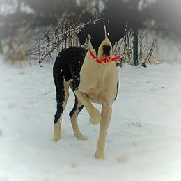 The Legendary Mamma Mia - Great Dane
