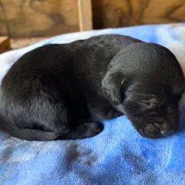 1st Pick Male - Black male Labrador Retriever puppy in Georgiana, Alabama from Long Creek Labradors