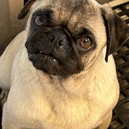Rascal - Pug