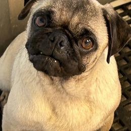 Rascal - Pug