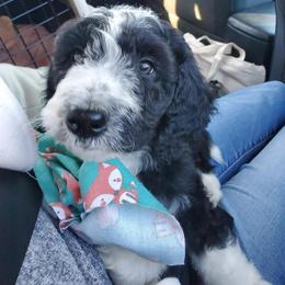 Goldendoodle, Golden Retriever, and Sheepadoodle Puppies from Guppy Puppies