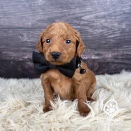 Quest - Sable male Goldendoodle puppy in Utah County, Utah from Big Hearted Breeders