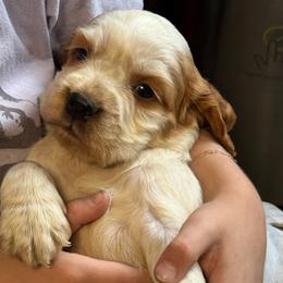 Frankie - Lemon and white male English Springer Spaniel puppy in Coeur D'alene, Idaho from Springer Hollow