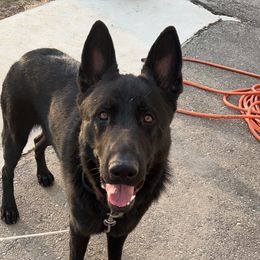 Jax - German Shepherd