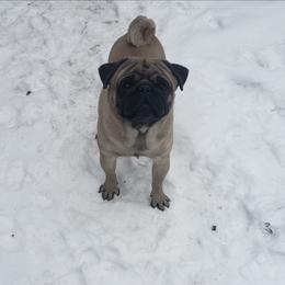 Pug puppies from Braidi's Pugs