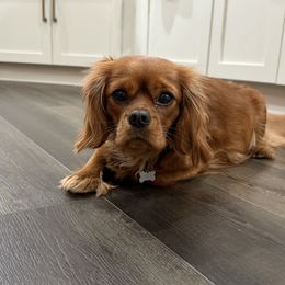 Winnie - Cavalier King Charles Spaniel