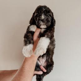 Brindle. - Black and white female Sheepadoodle puppy in Wabash, Indiana from DOODCompany