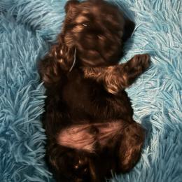 Chai - Brindle male Shih Tzu puppy in Bluffton, South Carolina from Cuddly Coastal Cuties