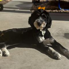 Bernedoodle, Goldendoodle, and Golden Mountain Doodle Puppies from Sonoran Standard Doodles
