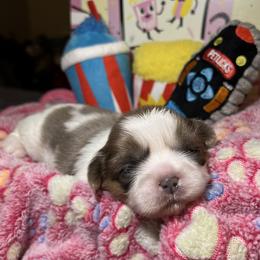 Shih Tzu Puppies from Lavender Lane Tzus