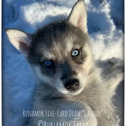 Five-Card Draw (aka Casino) - Wolf sable male Pomsky puppy in St. Maries, Idaho from Runamok Farm