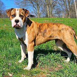 Maple - Alapaha Blue Blood Bulldog