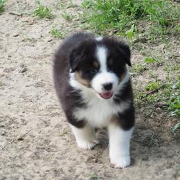 Ultra - Black tri-color female Australian Shepherd puppy in Cape Girardeau, Missouri from Promise Keeper Kennel