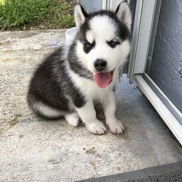 Maltese and Siberian Husky Puppies from Nyx’s Pack