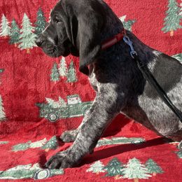 Hunter - Blue ticked male Bluetick Coonhound puppy in Mount Pleasant, Texas from Harmons Hounds