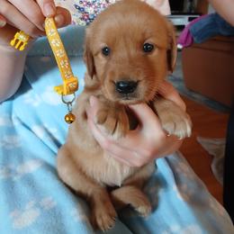 Yellow - Dark golden female Golden Retriever puppy in Lanesboro, Minnesota from Eagle Ridge Golden Retrievers