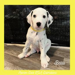 Dalmatian Puppies from Rainier DALS LUA Dalmatians of Washington