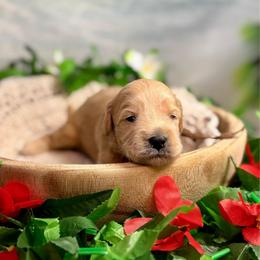 Urchin (brown) - Red  male Goldendoodle puppy in Haltom City, Texas from Ohana Doodles