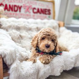 Boy 2 - Apricot male Goldendoodle puppy in North Royalton, Ohio from Johnson's Doodles