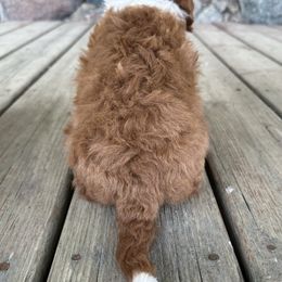 Remi - Red male Cavapoo puppy in Camden, Michigan from FurEver Friends Finder