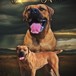 Allexa - Boerboel