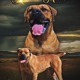 Allexa - Boerboel