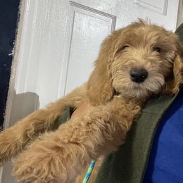 Bernedoodle and Goldendoodle Puppies from Lyon and Luna Goldendoodles Bernedoodles