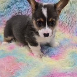 ARCHIE - Blue male Pembroke Welsh Corgi puppy in Walker, Iowa from Double K Corgis