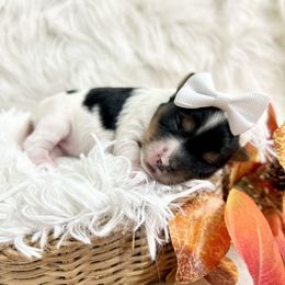 Vixie - Black tan and white female Biewer Terrier puppy in Winslow, Arkansas from Morning Glory Puppies