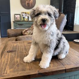 Allie - Blue merle female Aussiedoodle puppy in Greenwood, Arkansas from Royal J Aussies and Aussiedoodles
