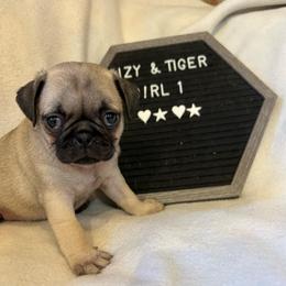 Girl 1 - Fawn female Pug puppy in Norborne, Missouri from Pug Palace