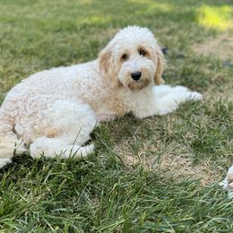 Bella - Goldendoodle
