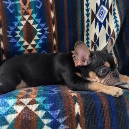 Murphy - Black and tan male French Bulldog puppy in Florida from Doxie Rugrats