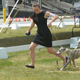 Saluki and Whippet All Grown Up from Aeolus Salukis & Whippets