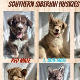 Siberian Husky Puppies from Southern Siberian Huskies of SW Florida