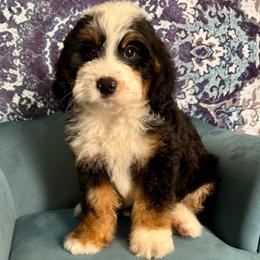Boy 4 - male Bernedoodle puppy in Gilbert, Arizona from Azteddybeardoodles