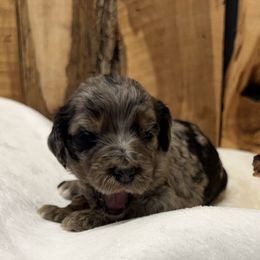 Girl 6 - Black phantom female Aussiedoodle puppy in Lavonia, Georgia from H & A Kennels