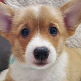 Pembroke Welsh Corgis from Sarah Reeves