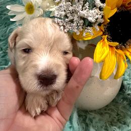 CoCo - Wheaten female Miniature Schnauzer puppy in Muskogee, Oklahoma from A&W Miniature Schnauzers