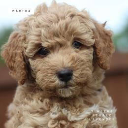 Martha - Apricot female Goldendoodle puppy in Lawton, Oklahoma from Nova's Minidoodles