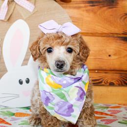 Polly - Red  female Poodle puppy in Hugo, Oklahoma from Ann R.