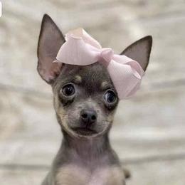 Felicia - Chihuahua